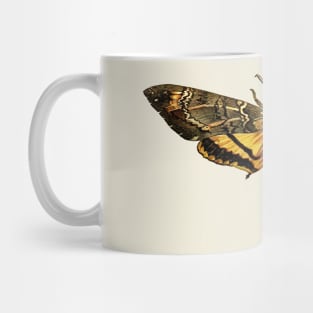 Deaths-Head Hawkmoth Mug